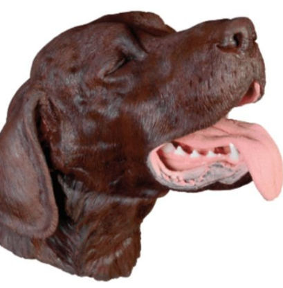 Simulator für Intubation - Veterinary Simulator Industries - Extraktion / für Zahnchirurgie / Hund