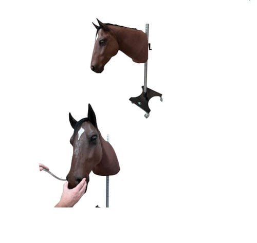 Injektionssimulator für intramuskuläre Injektionen - Veterinary Simulator Industries - für Venenpunktion / für Nasogastralsondierung / für Veterinärmedizin