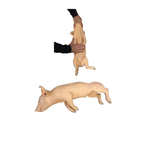 Injektionssimulator - Veterinary Simulator Industries - für Blutabnahmen / Ausbildung / für Veterinärmedizin
