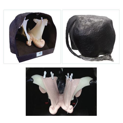 Anatomisches Modell / für Theriogenologie - Veterinary Simulator Industries - Rektum / Gebärmutter / Uterus