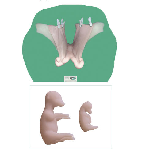 Anatomisches Modell / Gebärmutter - Veterinary Simulator Industries - Ovarien / Gebärmutterhals / für Theriogenologie