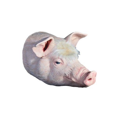 Simulator für die Ausbildung - Veterinary Simulator Industries - für Veterinärmedizin / Schwein / Kopf