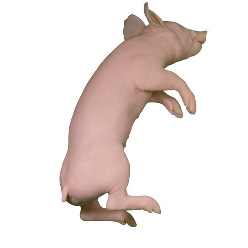 Trainingspuppe für Veterinärmedizin - Veterinary Simulator Industries - Schwein / rosa