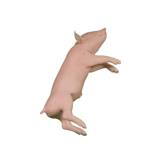 Trainingspuppe für Veterinärmedizin - Veterinary Simulator Industries - Schwein / rosa