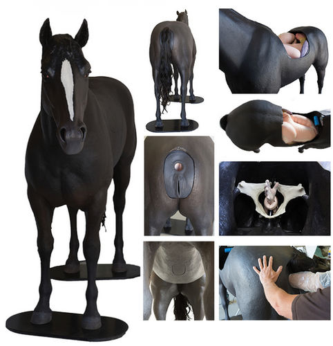 Simulator für Palpationen - Veterinary Simulator Industries - für Veterinärmedizin / Dickdarm / Pferd