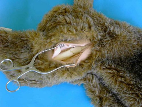 Anatomisches Modell / Knochen - 111 - Rescue Critters - Bein