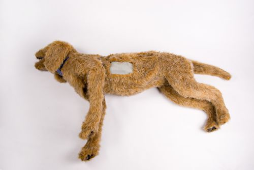 Trainingspuppe für Allgemeinpflege - 925 - Rescue Critters - für Thorakozentese / Traumazustände / Hund