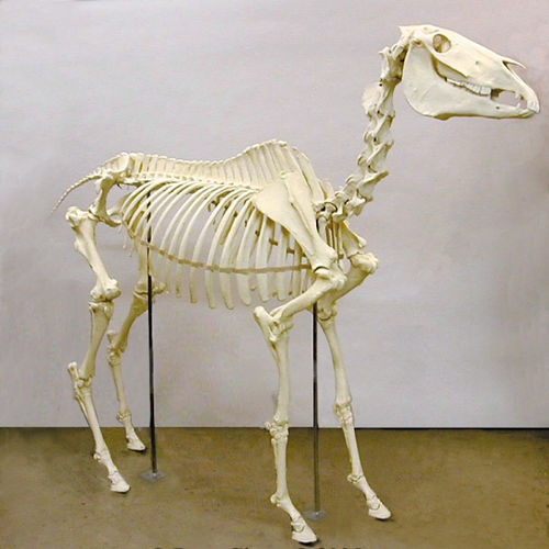 Anatomisches Modell / Skelett - SC-125 - Rescue Critters - männlich / Pferd / Miniatur