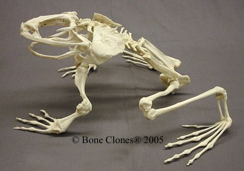 Anatomisches Modell / Nase - SC-094 - Rescue Critters - Körper / Fuß