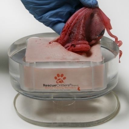 Simulator für Ovariohysterektomie - SPAY - Rescue Critters - weiblich / Hund / Pad