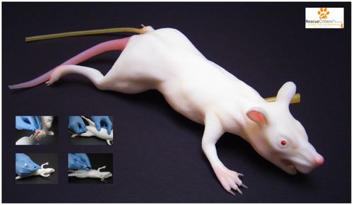 Trainingspuppe für Veterinärmedizin - MIMOLETTE - Rescue Critters - für Intubation / für Blutabnahmen / Nagetiere