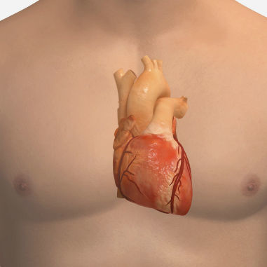 EKG-Simulationsmodul - SIMTICS - Herzfrequenz / für kardiopulmonale Behandlung / webbasiert