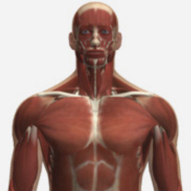 Simulationsmodul für Röntgenzwecke - SIMTICS - Anatomie / Oberkörper / webbasiert