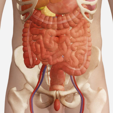 Simulationsmodul für Röntgenzwecke - SIMTICS - Anatomie / webbasiert