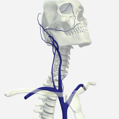 Simulationsmodul für Röntgenzwecke - SIMTICS - für Angiographie / Anatomie / webbasiert