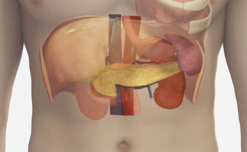 Simulationsmodul für Ultraschalluntersuchungen - Spleen - SIMTICS - Anatomie / webbasiert