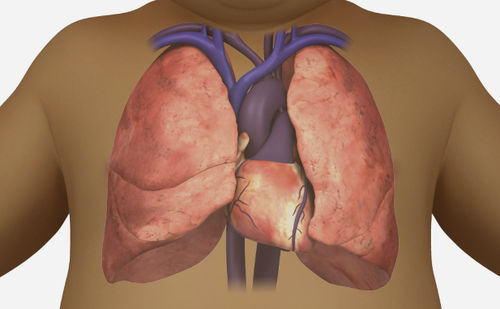 Software-Modul / Anatomie - SIMTICS - für Echokardiographie / für kardiovaskuläre Chirurgie / 3D-Visualisierung