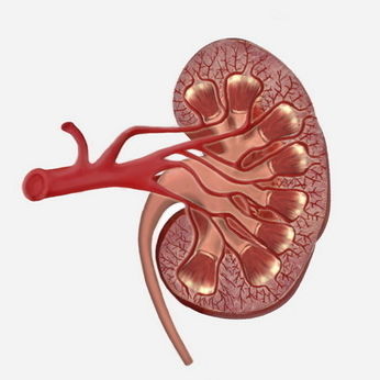 Simulationsmodul für Blasenkatheterisierung - SIMTICS - für Röntgenzwecke / Anatomie / webbasiert