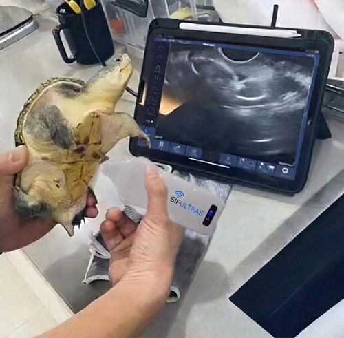 Ultraschall-Handgerät - SIFULTRAS 5.08 - SIFSOF - für Multifunktions-Ultraschall / für Ultraschalldiagnostik in Gynäkologie und Geburtshilfe / für Kardiologie
