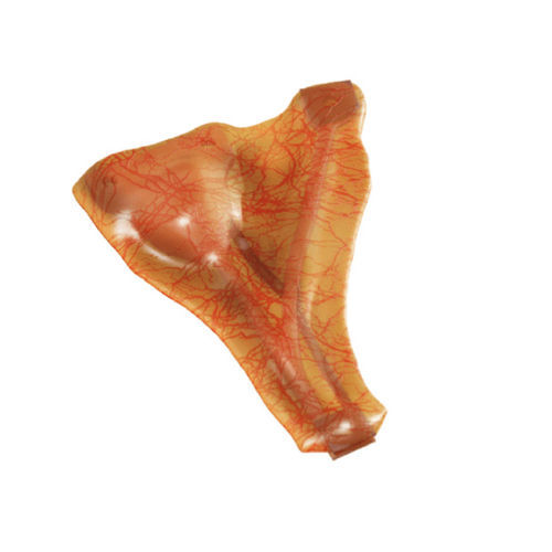 Anatomisches Modell / Arterie - IN0GABL - MEDICAL-X - Gallenblase / Chirurgie / Ausbildung