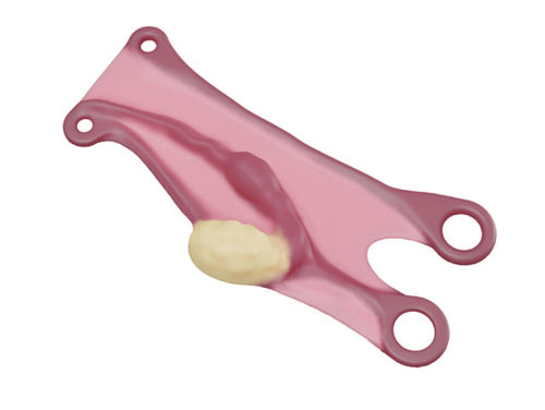 Anatomisches Modell / Eileiter - IN0GABL-1-1 - MEDICAL-X - Ausbildung / Schwangerschaft