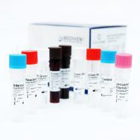 Testkit für Leptospirose - GenoAmp® GRA2017 - Medical Innovation Ventures - Leptospirose / Blut / Urin