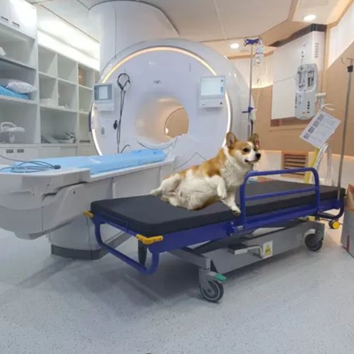 Fahrtrage für IRM - HO-709A - Hongkong Medi - hydraulisch / für Veterinärmedizin