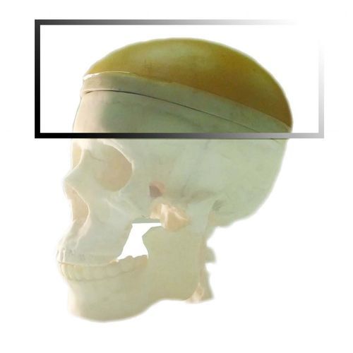 Testphantom für Ultraschalluntersuchungen - Pure Imaging Phantoms - für IRM / Kiefer