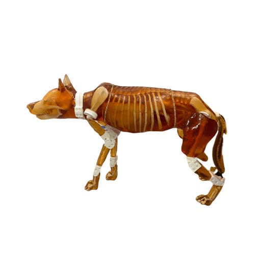 Veterinäres Testphantom / IRM - Pure Imaging Phantoms - X-Scanner / für Ultraschall / für Röntgenaufnahmen
