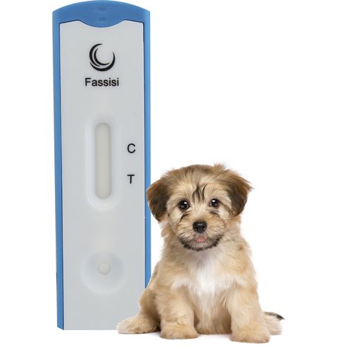 Schnelltest für Staupe - CANDIS - Fassisi, Gesellschaft für Veterinärdiagnostik und Umweltanalysen mbH - für Hunde / Viren / Urin