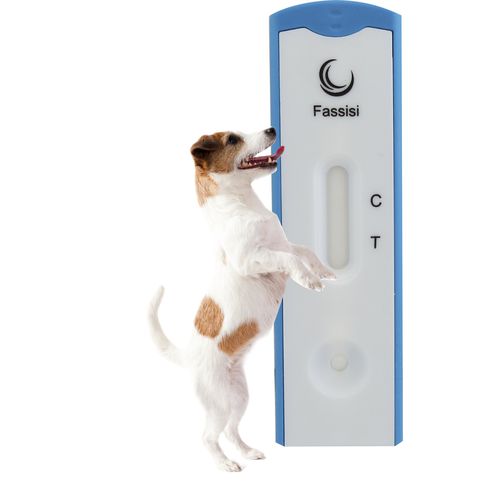 Leishmania-Schnelltest - Fassisi, Gesellschaft für Veterinärdiagnostik und Umweltanalysen mbH - für Hunde / Leishmania / Serum