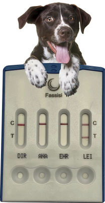 Leishmania-Schnelltest - CANVECTO 4 - Fassisi, Gesellschaft für Veterinärdiagnostik und Umweltanalysen mbH - für Hunde / Blei / Bakterien