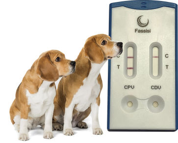 Störfestigkeits-Schnelltest - CANTI CHECK - Fassisi, Gesellschaft für Veterinärdiagnostik und Umweltanalysen mbH - für Antikörper / Parvovirus des Hundes / Blut