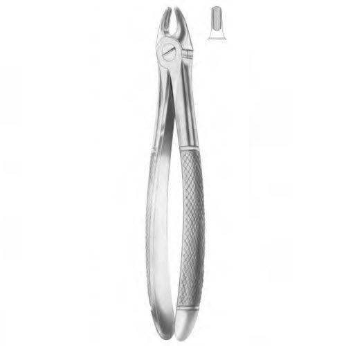 Dentale Extraktionszange / für Schneidezähne - 1097 - Thempson - englische Form