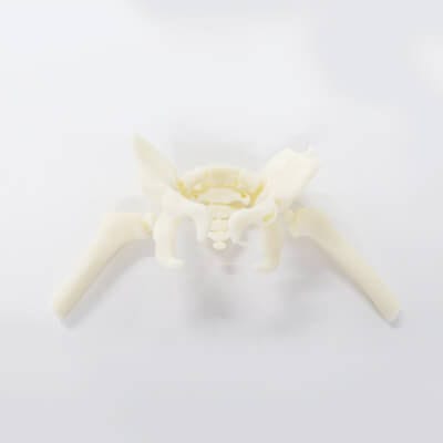 Hüfte anatomisches Modell - 3D Lifeprints UK Ltd - Oberschenkelknochen / Ausbildung / Kinder