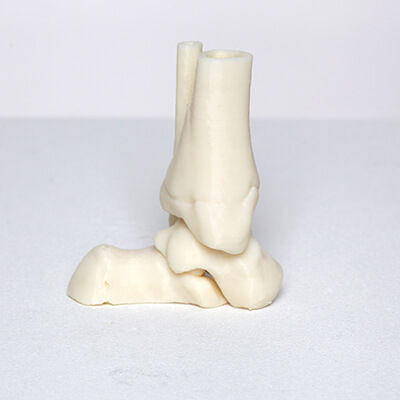 Anatomisches Modell / Knochen - 3D Lifeprints UK Ltd - Knöchel
