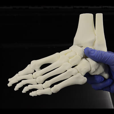 Anatomisches Modell / Knochen - 3D Lifeprints UK Ltd - Fuß / Ausbildung