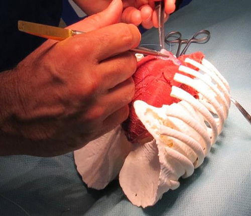 Simulator für die Herzchirurgie - 3D Lifeprints UK Ltd - für Roboterchirurgie