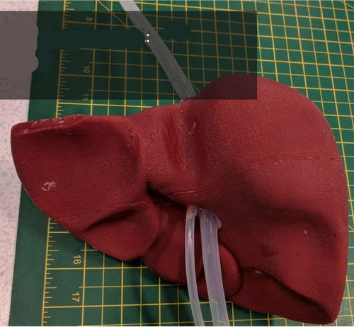 Anatomisches Modell / Leber - 3D Lifeprints UK Ltd - für Roboterchirurgie / Ausbildung