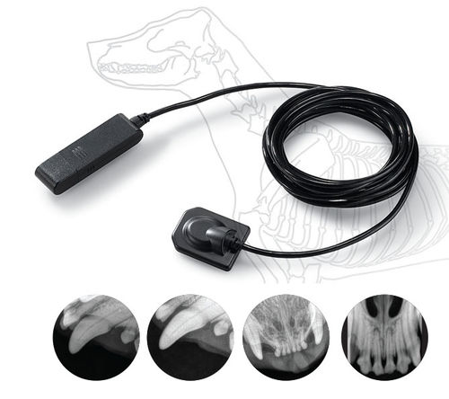 Flachbilddetektor / intraoral für Veterinär-Röntgen - EzSensor 2.0 - MYVET