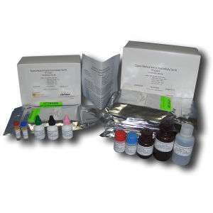 Testkit für Infektionskrankheiten - FP-ELISA II - SafePath Laboratories - Anämie / für Pferde / für Antikörper