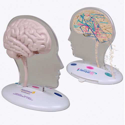 Anatomisches Gehirnmodell - A569 - Apple Biomedical - für Neurologie / für die Ausbildung / rosa