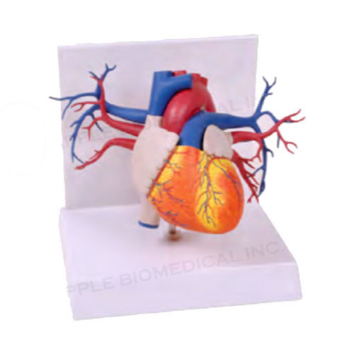 Anatomisches Herzmodell - A574 - Apple Biomedical - Arterie / Mitralklappen / Pulmonalklappe
