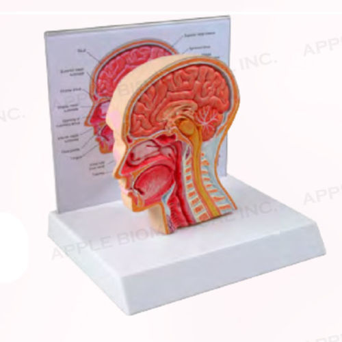 Anatomisches Modell / Nebenhöhle - A190 - Apple Biomedical - Kopf / Atemwege / für HNO-Heilkunde