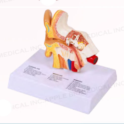 Ohr anatomisches Modell - A159 - Apple Biomedical - Cochlea / Gehörgang / für HNO-Heilkunde
