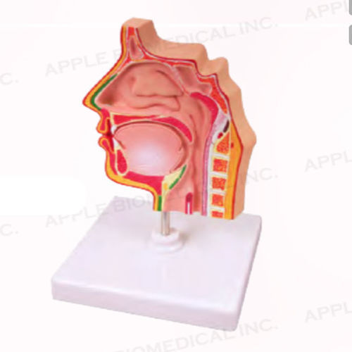 Anatomisches Modell / Nebenhöhle - A033 - Apple Biomedical - Atemwege / für HNO-Heilkunde / für die Ausbildung