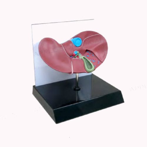 Anatomisches Modell / Leber - A539 - Apple Biomedical - Gallenblase / für die Ausbildung / rosa