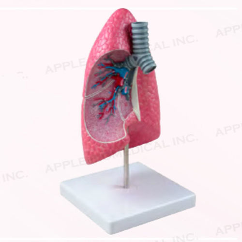 Anatomisches Lungenmodell - A169 - Apple Biomedical - Luftröhre / Bronchie / Bronchial