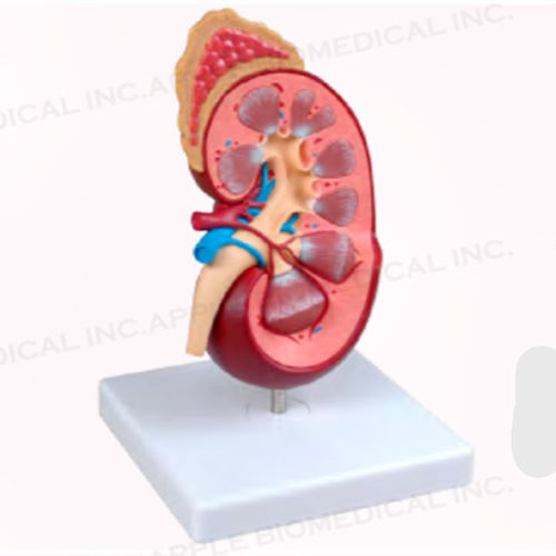 Anatomisches Modell / Niere - A168 - Apple Biomedical - für die Ausbildung / rosa
