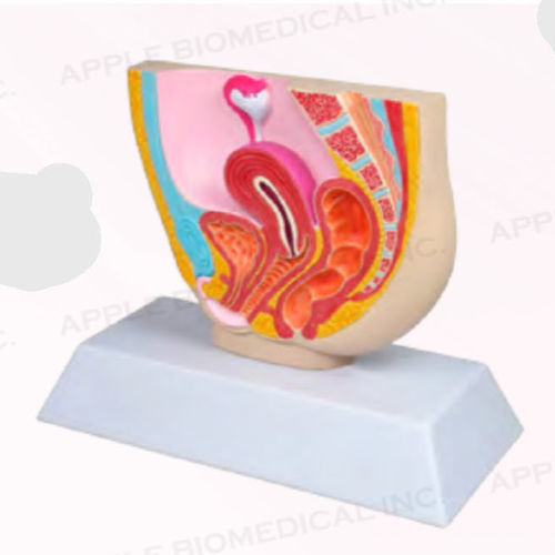 Anatomisches Modell / weiblich - A421 - Apple Biomedical - Becken / Gynäkologie / für die Ausbildung